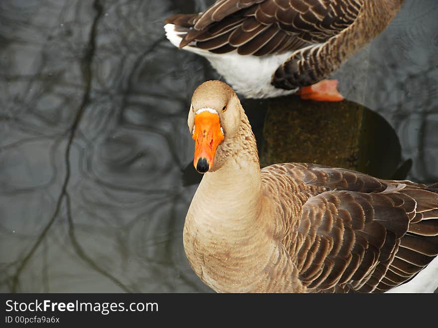 Natural park, gooses swimming in a lake. Natural park, gooses swimming in a lake