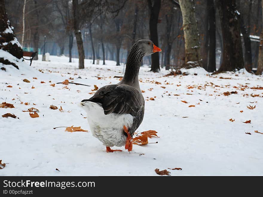 Running Goose