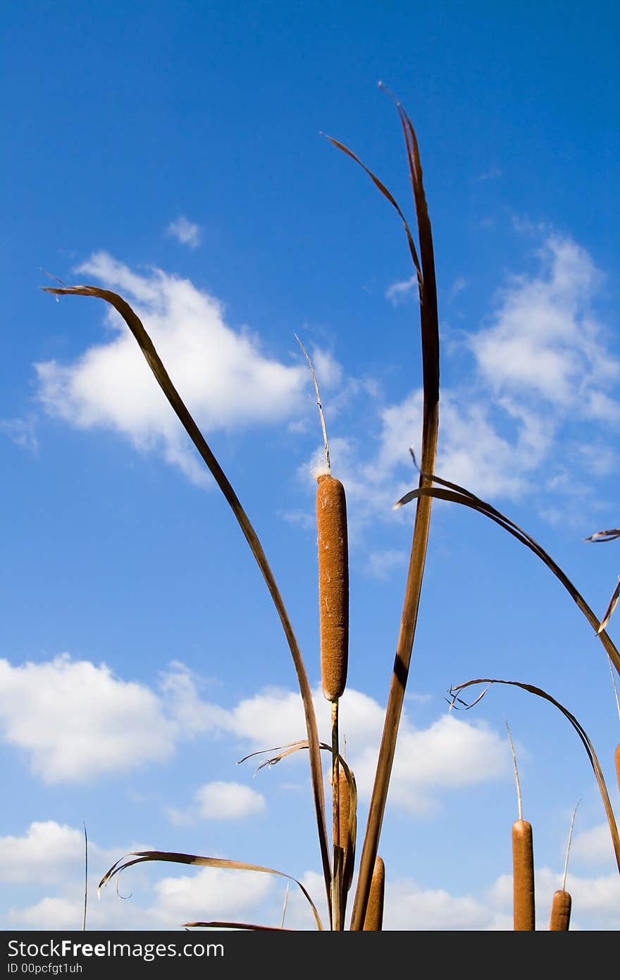 An angler is a reed at a lake. An angler is a reed at a lake.