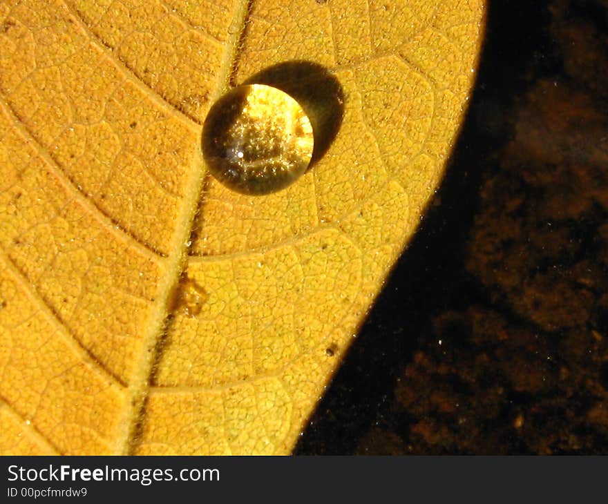 Leaf with a shining droplet floating upon a pond at macro. Leaf with a shining droplet floating upon a pond at macro