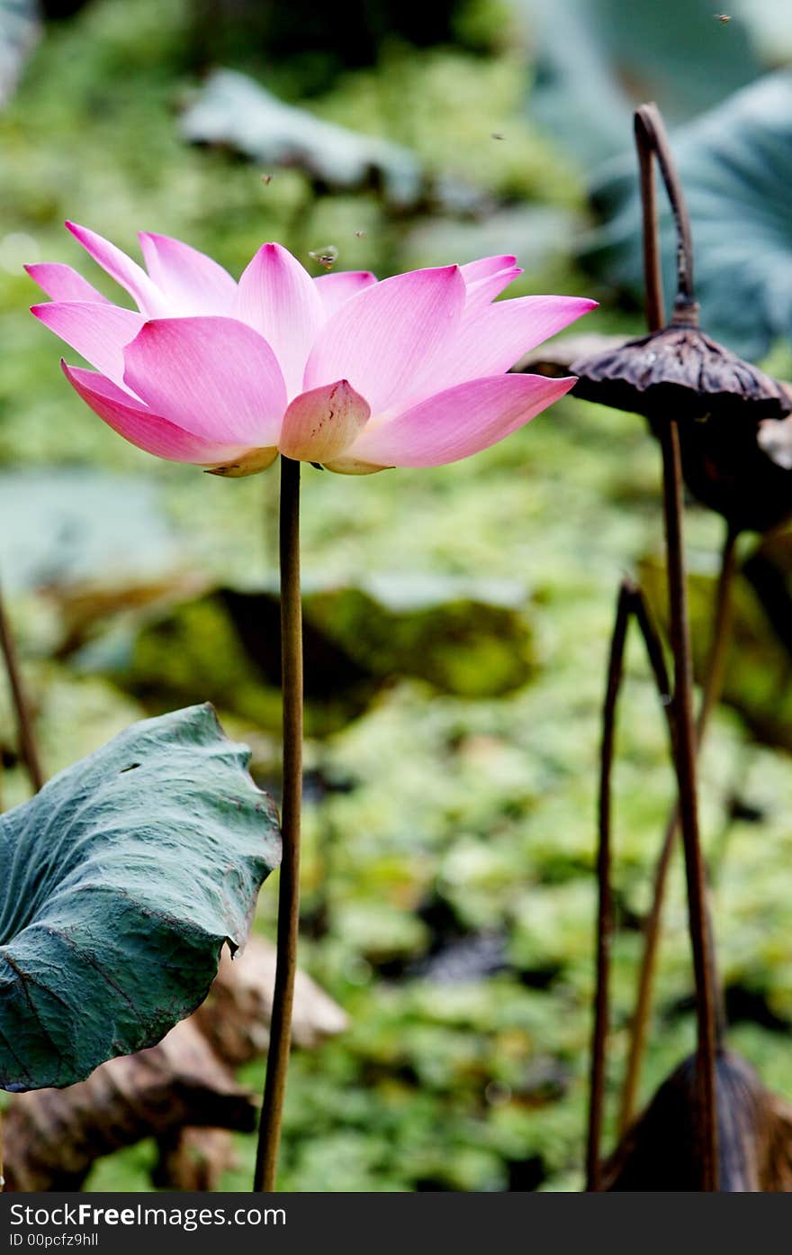 A beautiful lotus in a pond