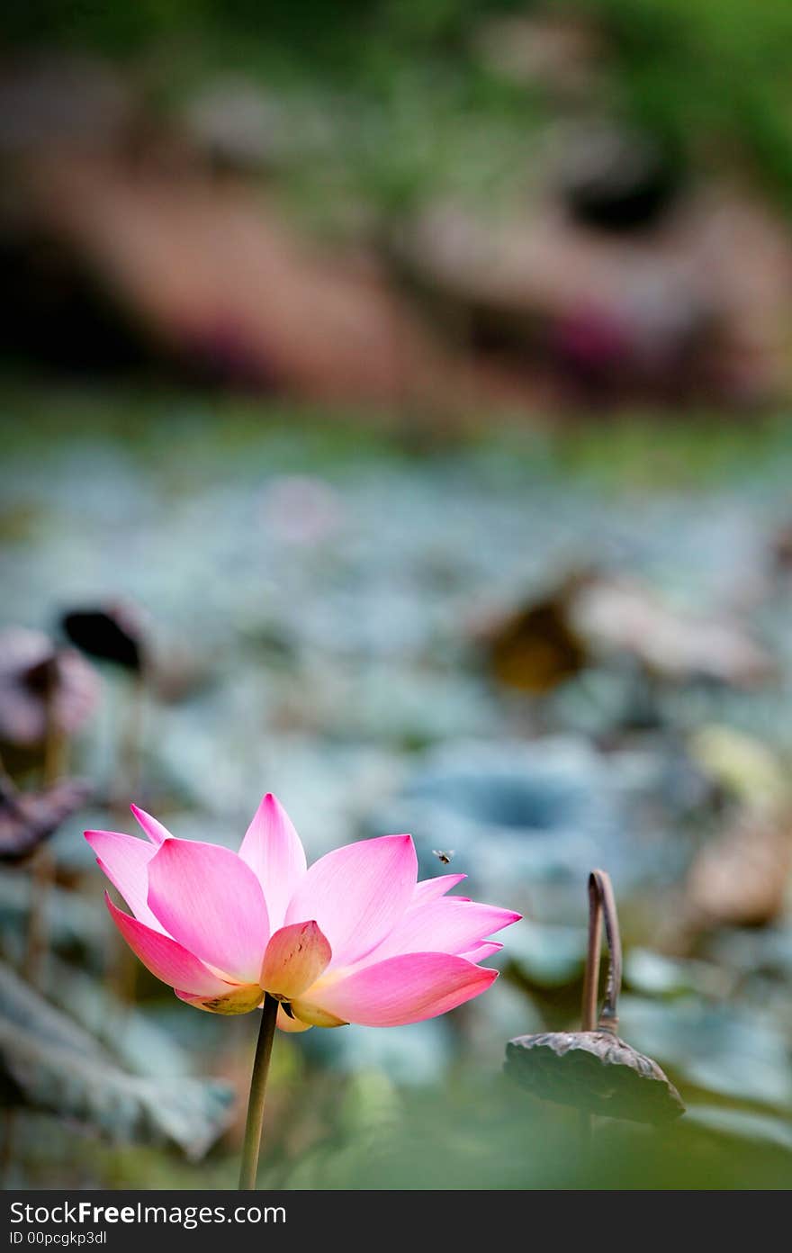 A beautiful lotus in a pond