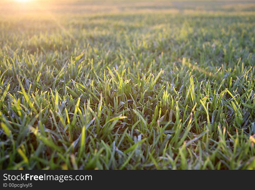 Landscape photo of grass in the evening. Landscape photo of grass in the evening