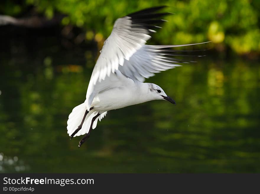 Seagull landing or taking off.