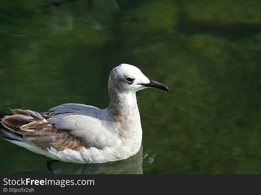 Seagull Floating on Water