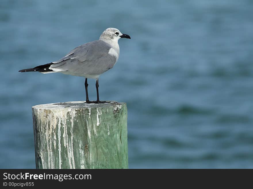 Seagull On A Post