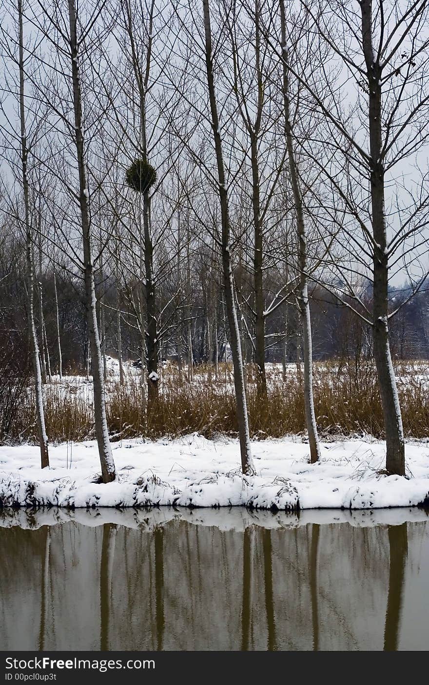 Trees over river during winter. Trees over river during winter