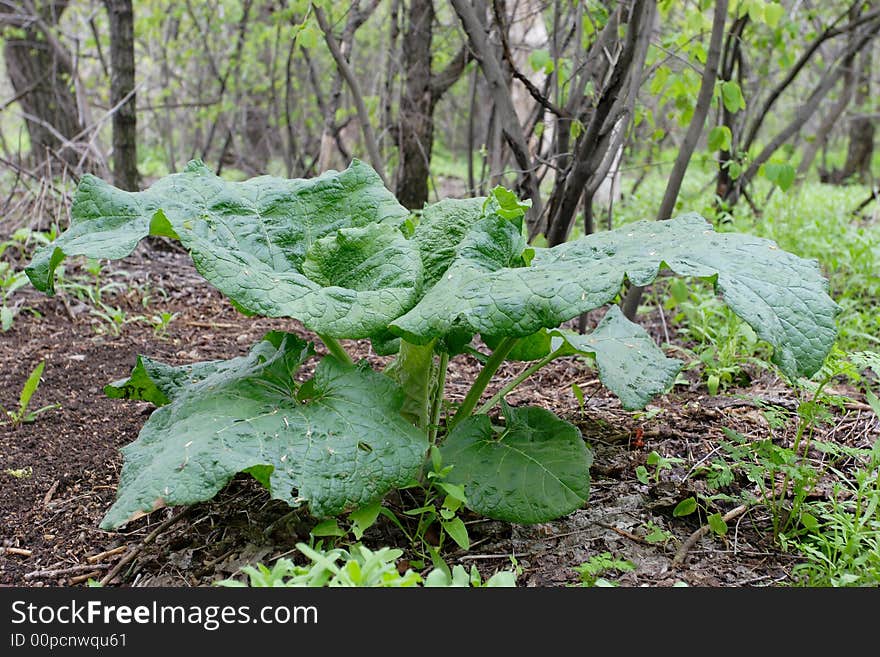 Big Burdock