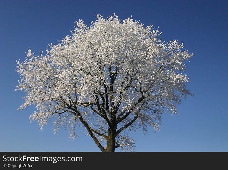 Tree in the winter, somewhere in Holland. Tree in the winter, somewhere in Holland