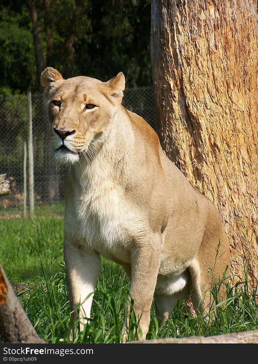 A lioness looks around for something to eat