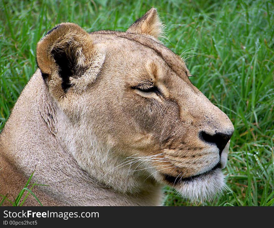 Lioness