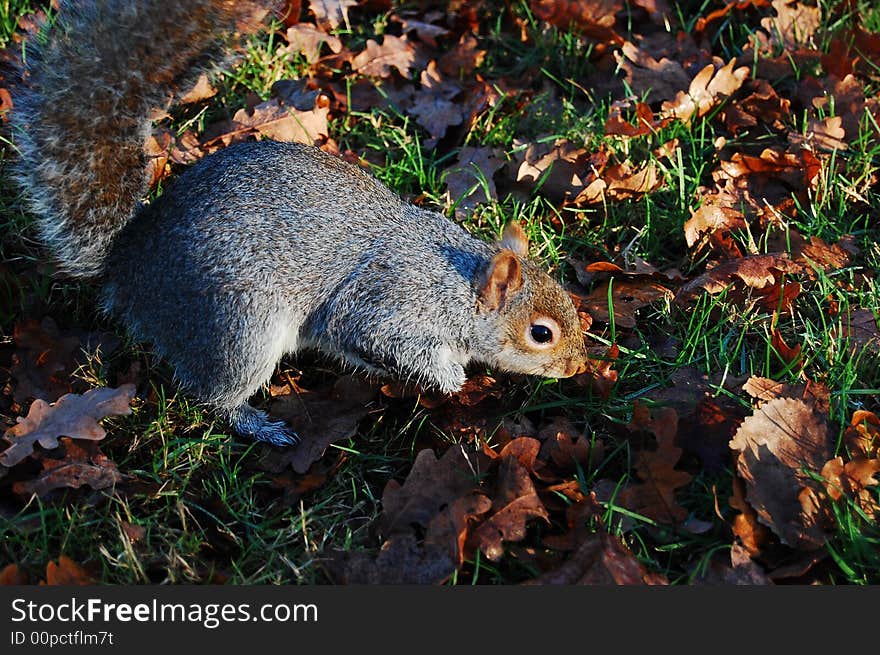 Grey squirrel in profile in forest