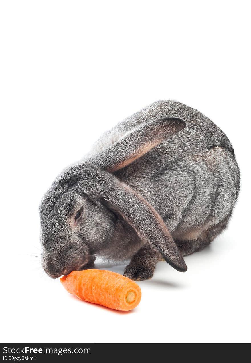 Rabbit have carrot on white background. Rabbit have carrot on white background