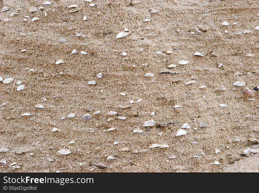 Sea shells in the sand of the sea shore