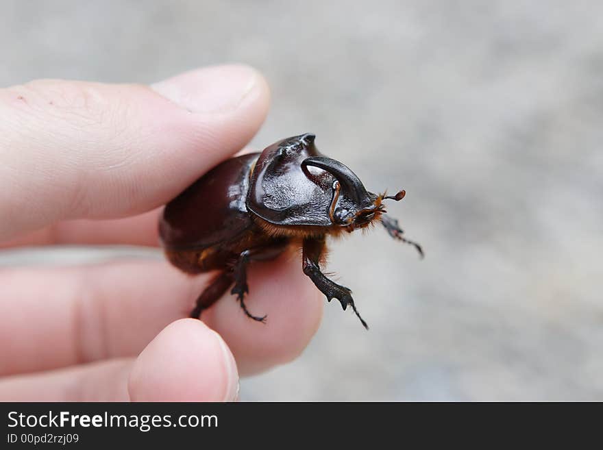 A beetle named rhinoceros (cervus) in the hand