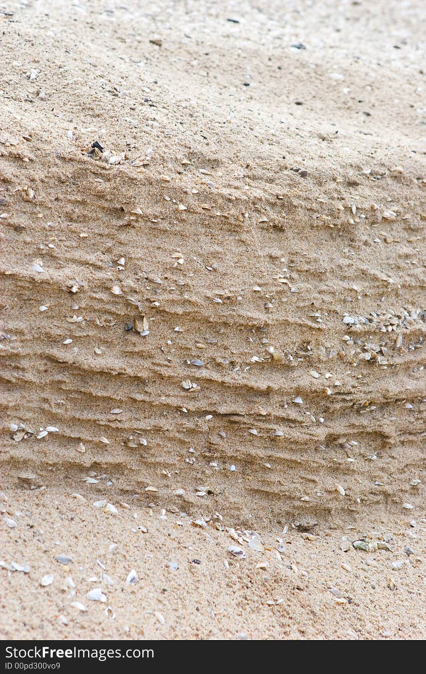 Different sea shells in the sand of the sea shore