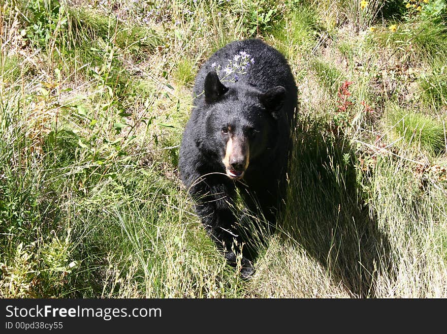 View looking down on a black bear. View looking down on a black bear