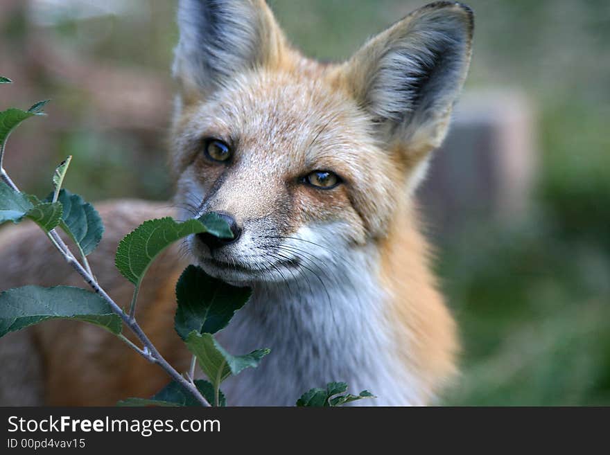 Close up face portrait of a red fox by a spring branch. Close up face portrait of a red fox by a spring branch