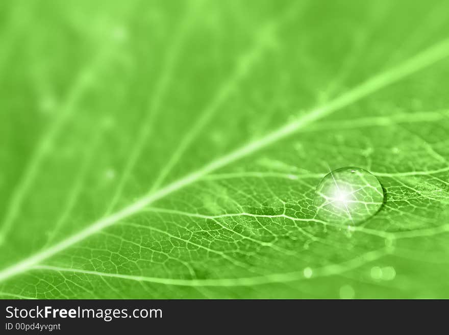 Close-up of fresh leaf with sparkling dew drop. Selective focus. Close-up of fresh leaf with sparkling dew drop. Selective focus