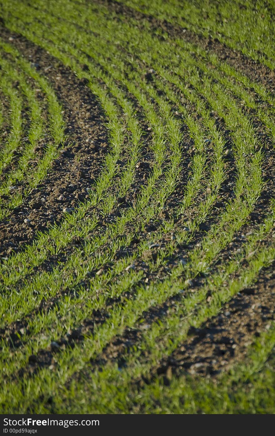 Green field doing a courbe