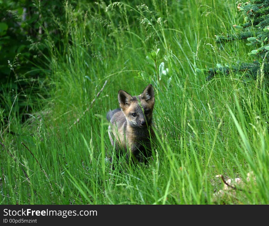 A young mixed color red fox kit in the grass