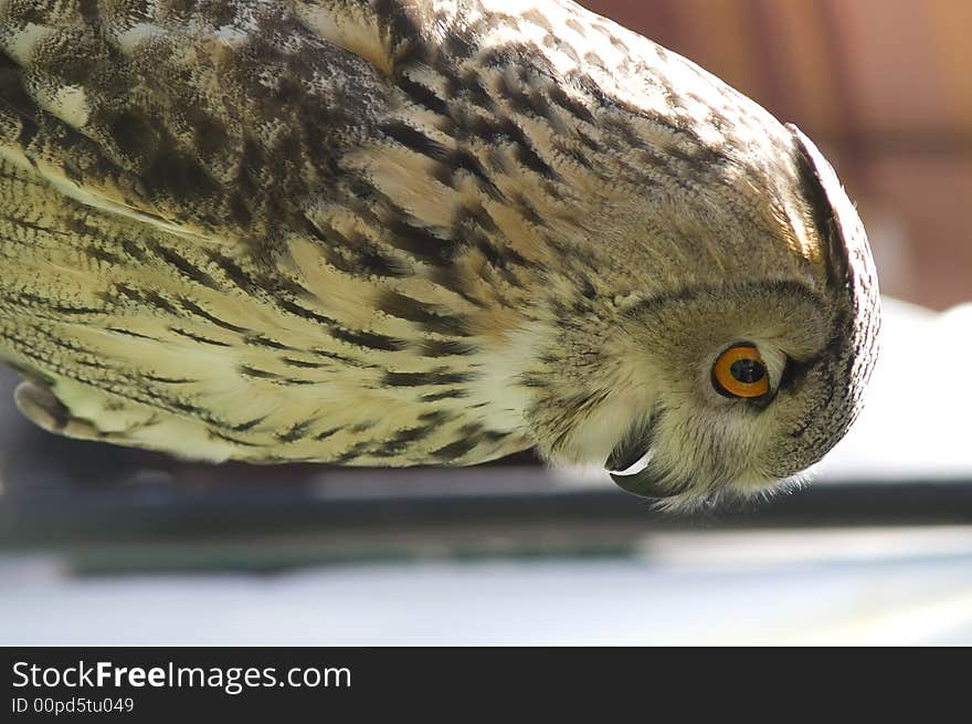 A brown owl quiet with big eyes. A brown owl quiet with big eyes