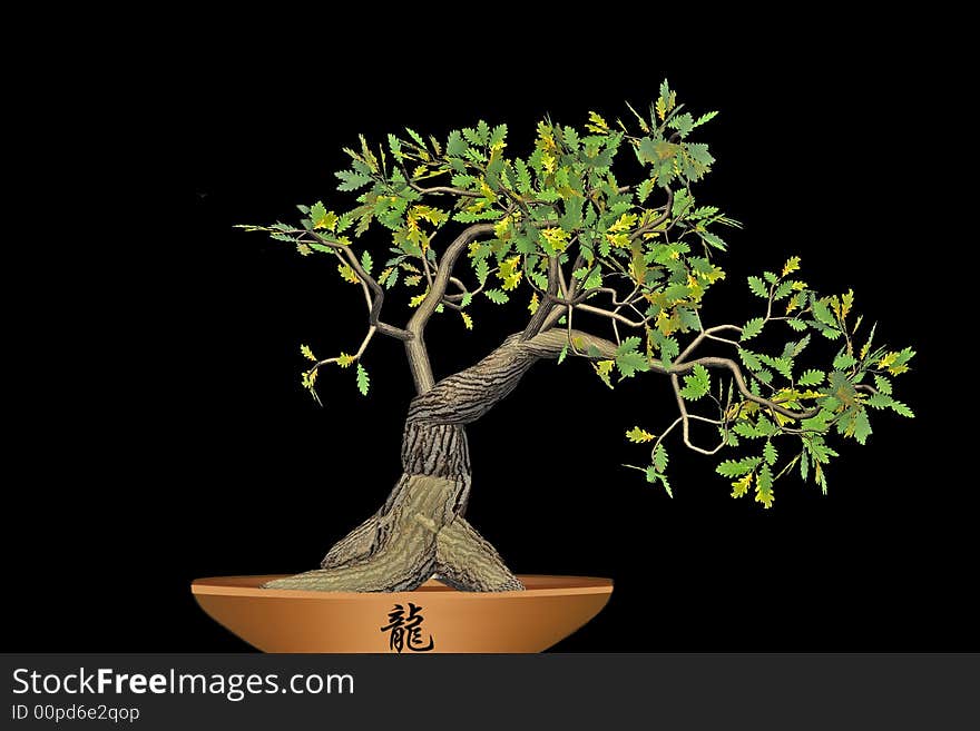 Bonsai isolated on black background.