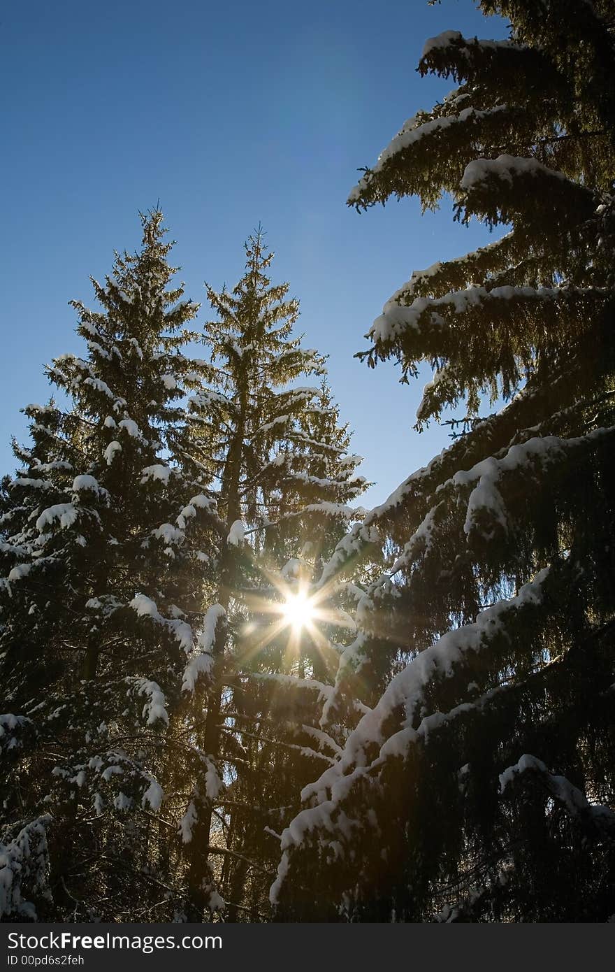 Upwards view of pines trees covered of snow, back-light, winter season, vertical orientation. Upwards view of pines trees covered of snow, back-light, winter season, vertical orientation