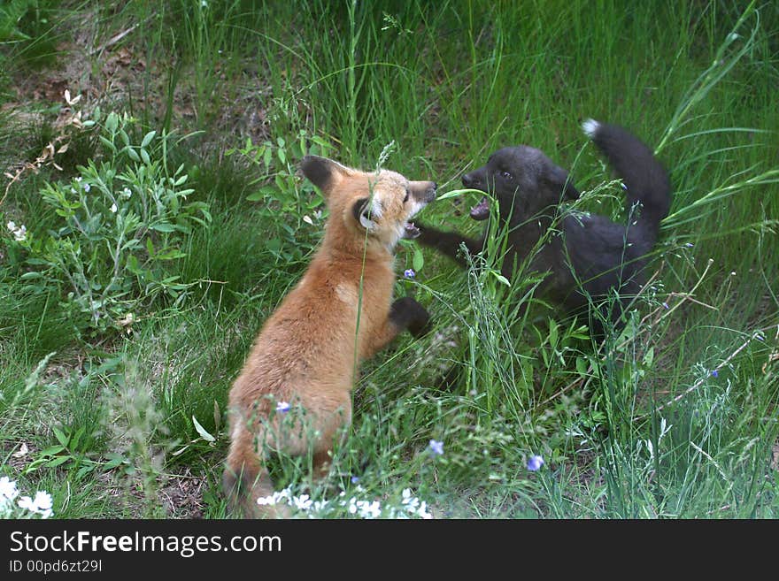 Two Red Fox Kits Playing In The Grass