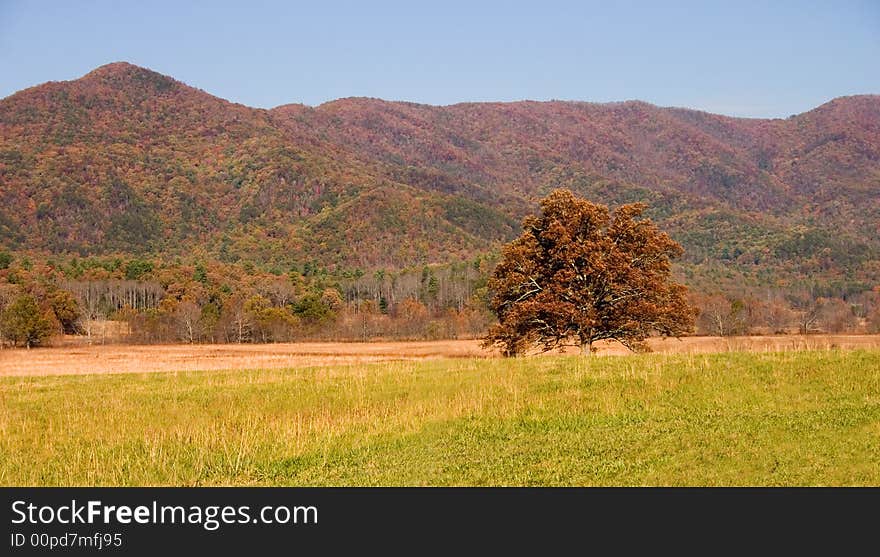 A single tree stands alone in an open field in Autumn set against the backdrop of The Great Smoky Mountains.