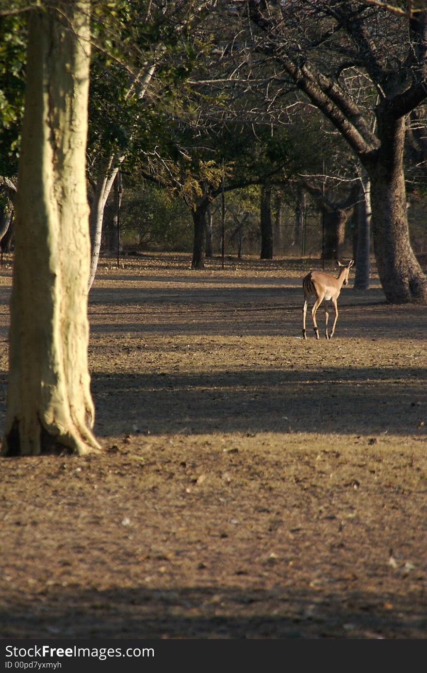 Evening Shaddows on Impala