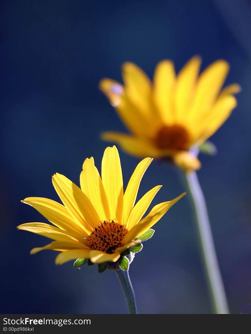 Evening flowers