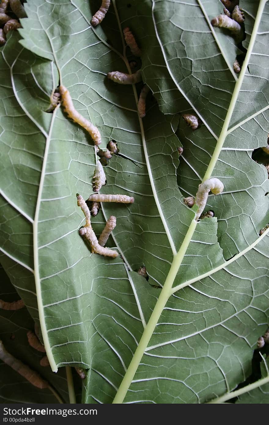 Close up of silkworms eating a mulberry leaf. Close up of silkworms eating a mulberry leaf