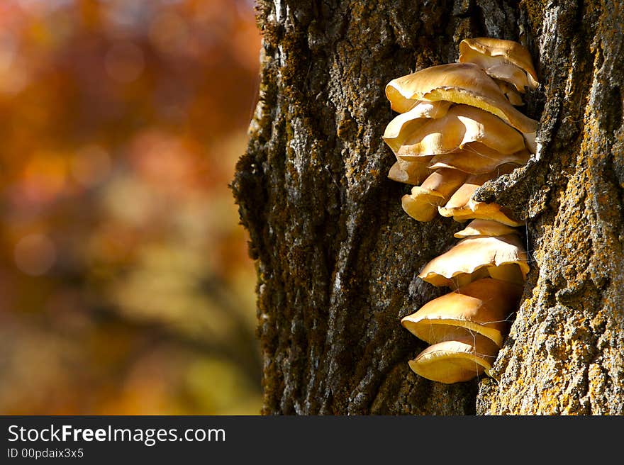 Fungus Mushrooms on Tree