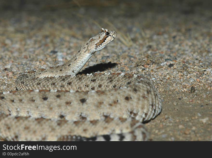 Colorado Desert Sidewinder