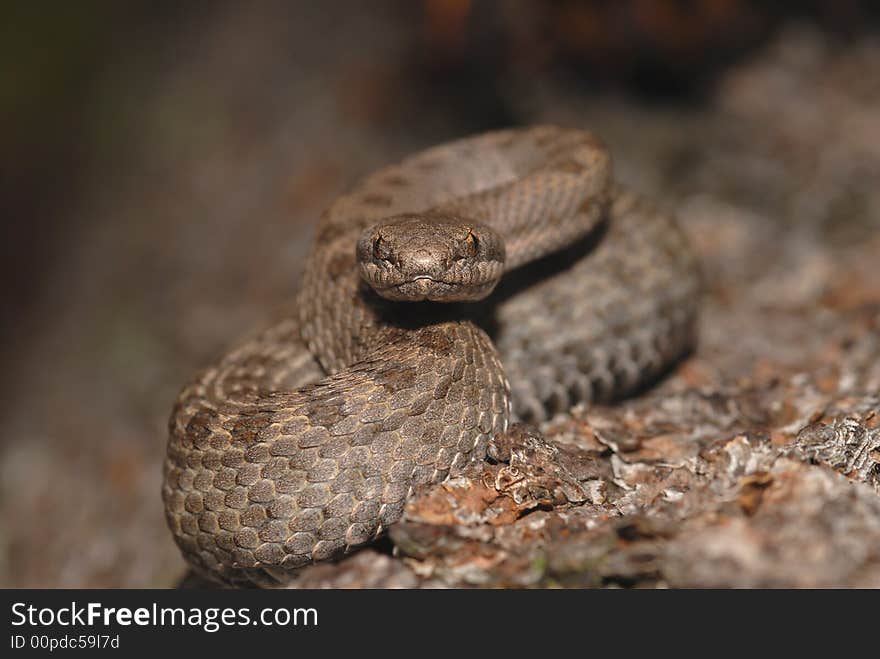 Twin-spotted Rattlesnake