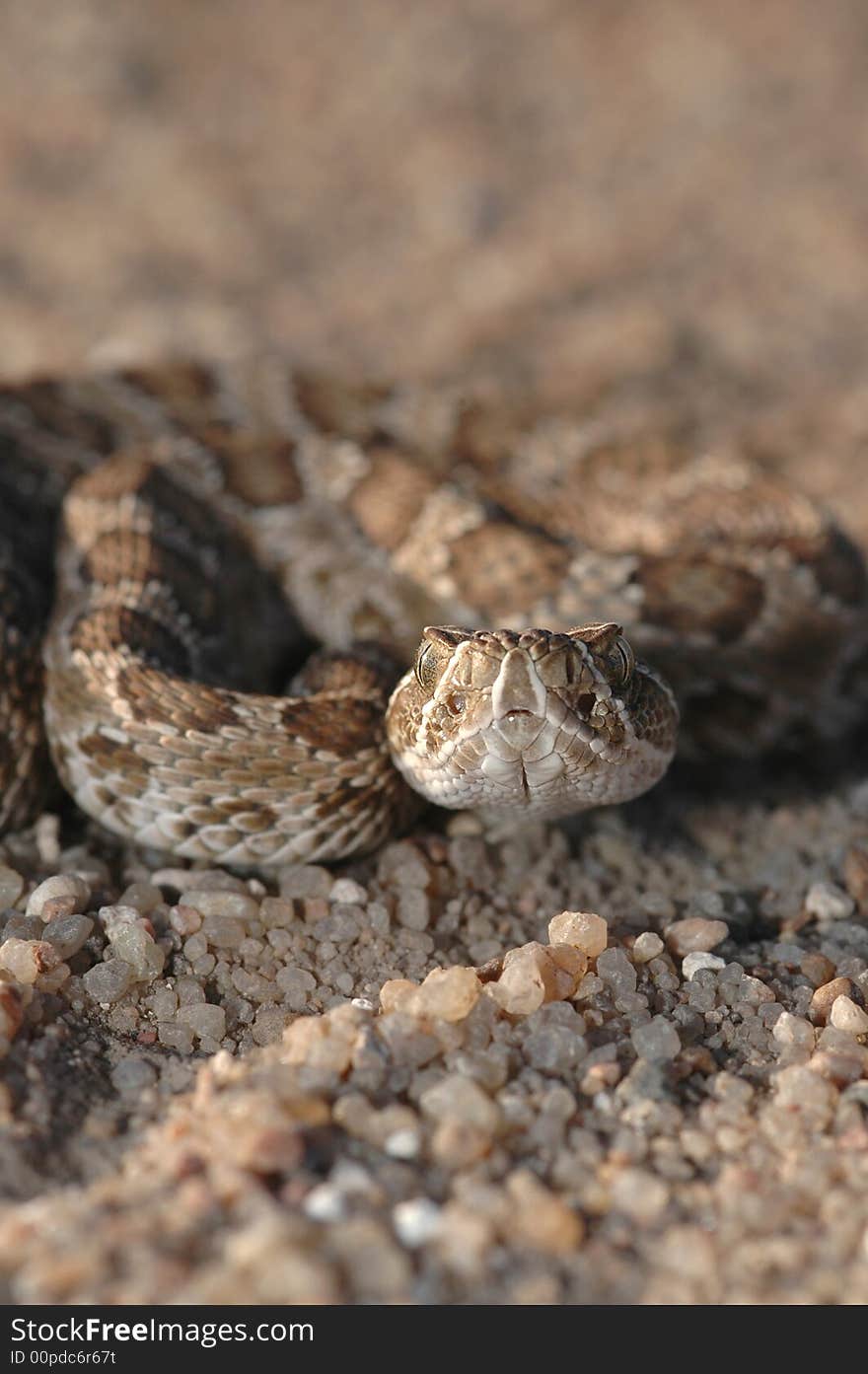 PRAIRIE RATTLESNAKE