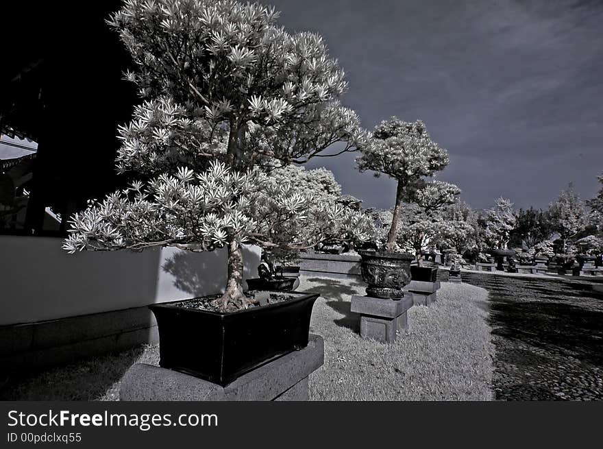 Infrared photo – tree, pot plant and flower