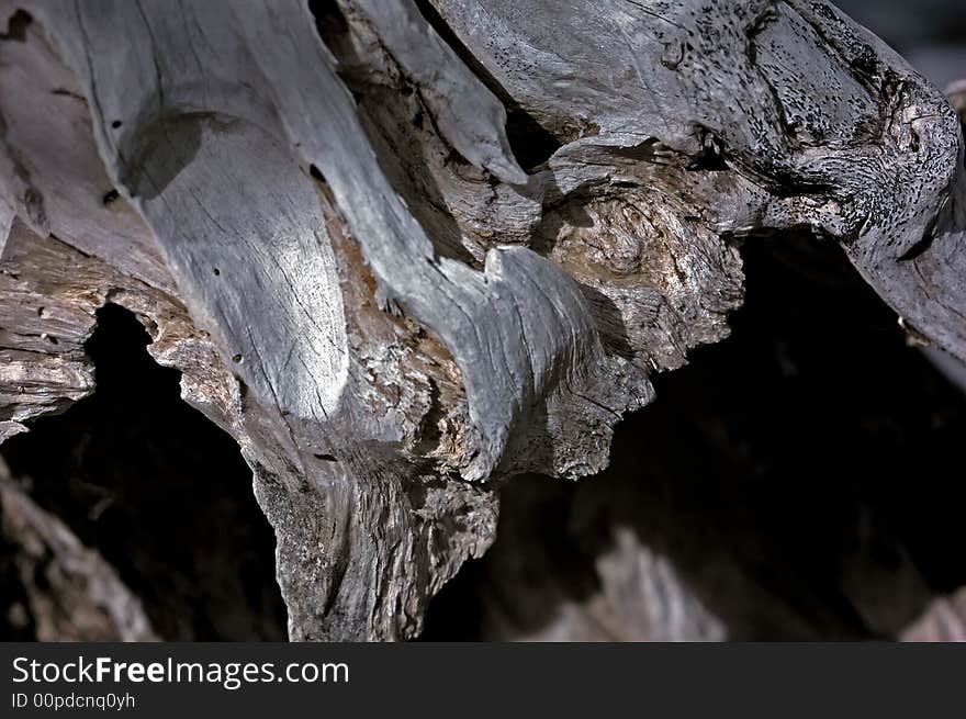 Infrared photo – tree and dried wood