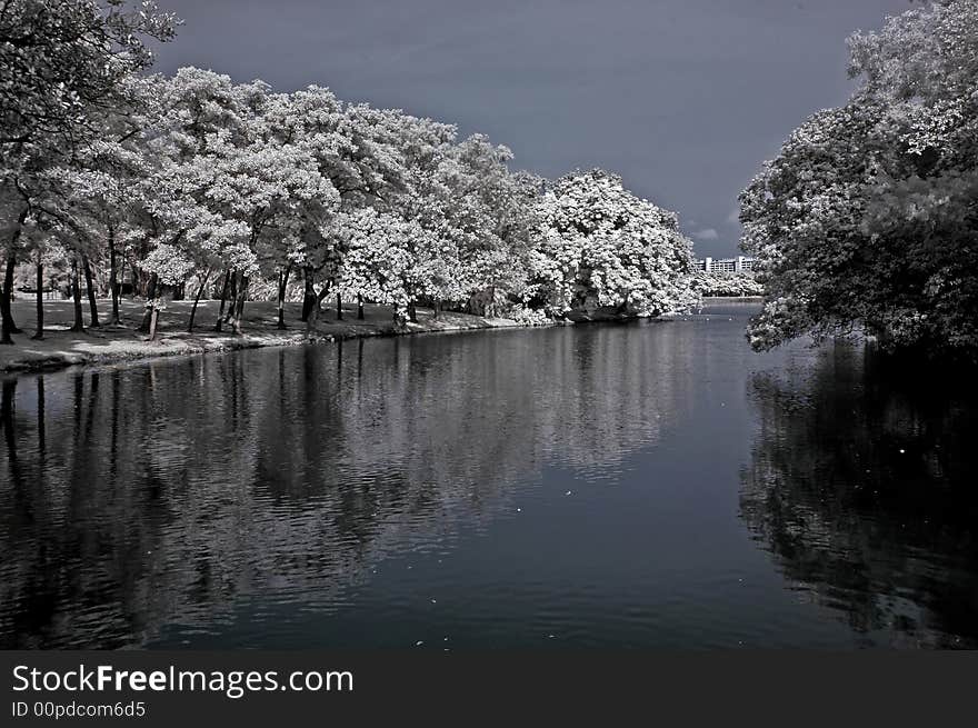 Infrared photo – tree, reflection and river in the parks