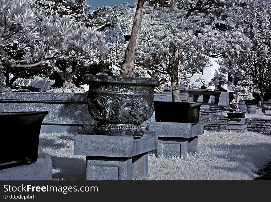 Infrared photo – tree, pot plant and rflower