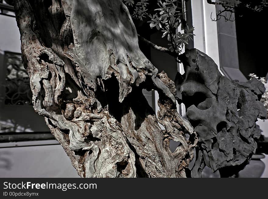 Infrared Photo â€“ Tree, Dried Wood And Rock