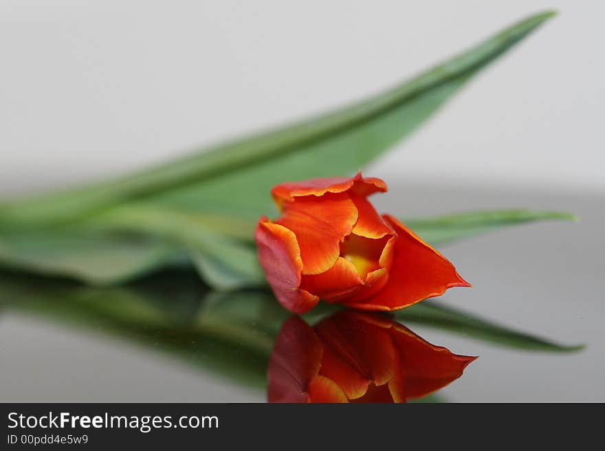 Orange and fresh tulip on the table. Orange and fresh tulip on the table