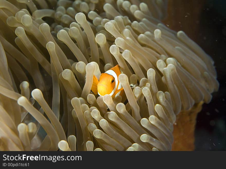 Clown fish darting through the tentacles of an orange sea anemone.