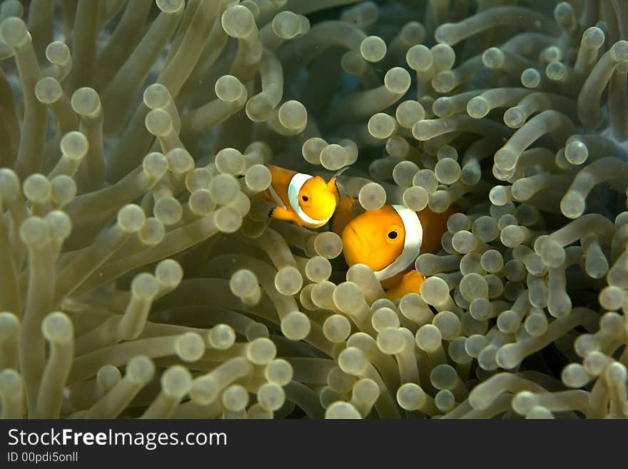 Clown fish darting through the tentacles of an orange sea anemone.