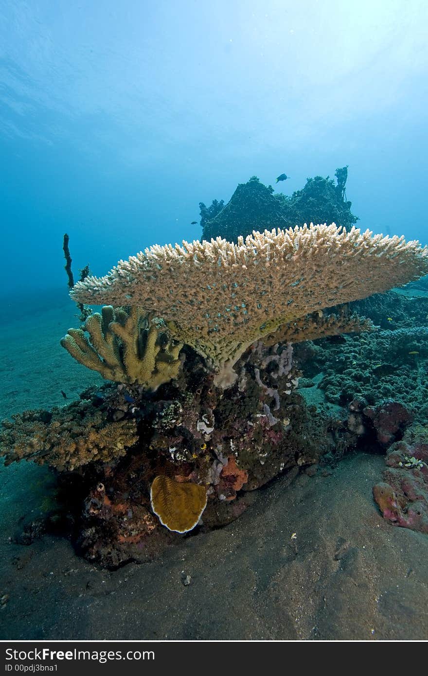 Underwater Indonesia, Table coral an clear blue water. Underwater Indonesia, Table coral an clear blue water