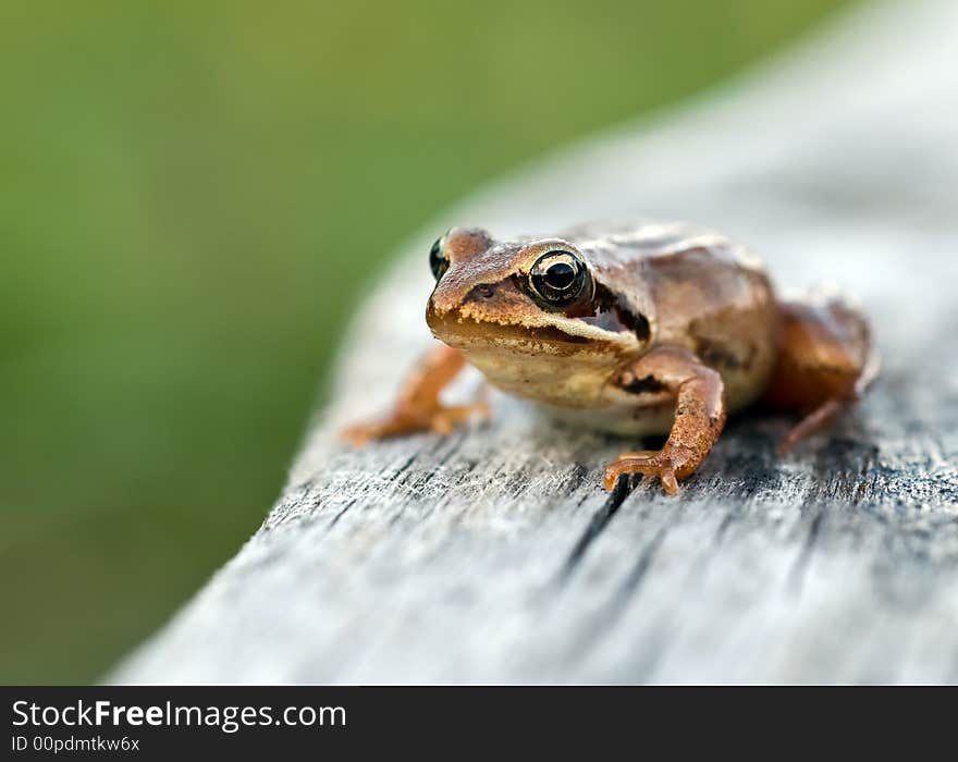 Frog