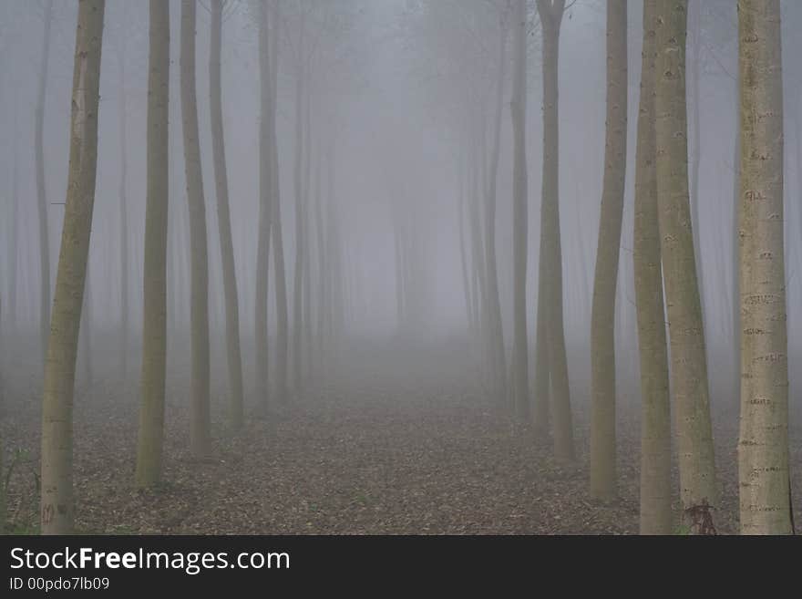 Autumn in Italy. Trees disappear in the distance, silently. Autumn in Italy. Trees disappear in the distance, silently.