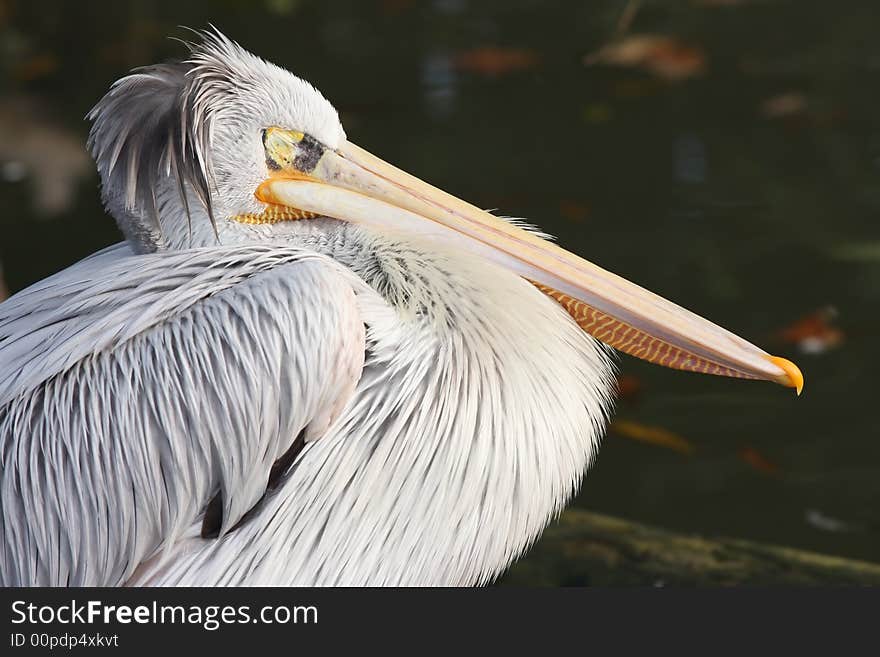 Pelican