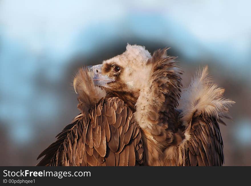 Sharp-sighted eye of Eurasian Black Vulture
(Aegypius monachus). Sharp-sighted eye of Eurasian Black Vulture
(Aegypius monachus).